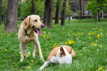Naklejka na ściany i meble Labrador retriever and Staffordshire terrier dogs, portrait, sunny day. Two happy dog friends in the park playing