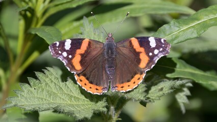 Red Admiral butterfly