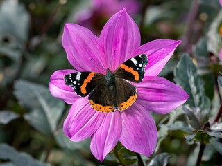 Red Admiral butterfly