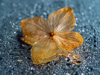 dry hydrangea flower on a dewy background - artistic macro picture