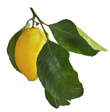 yellow lemon with green leaves