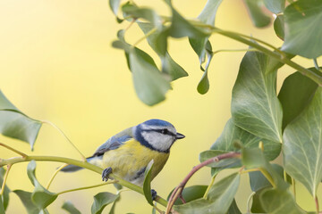 The Eurasian blue tit (Cyanistes caeruleus).