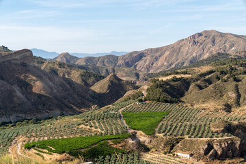 Vineyard in the mountains of Spain