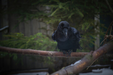 Black Raven sitting on brunch