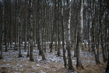 Winter Birch forest in Europe low snow