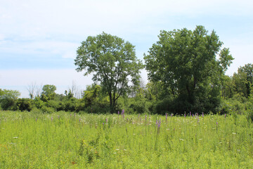 Meadow at Camp Pine Woods in Des Plaines, Illinois with two tall trees in the background