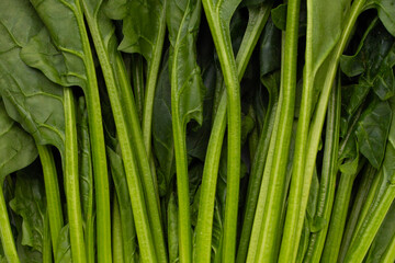Fresh green leaves of spinach
