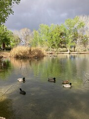 ducks at the park grazing, floating in water, running on land