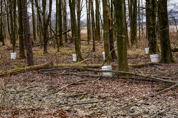 A view into the woods with several maple trees tapped for the sap. Woods in Western Pennsylvania. - obrazy, fototapety, plakaty