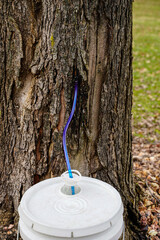 Tapping a maple tree. Hose and bucket attached to tree.