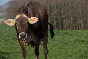 Swiss cows