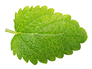 Green lemon balm leaf (Melissa officinalis) isolated on transparent background