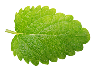 Green lemon balm leaf (Melissa officinalis) isolated on transparent background