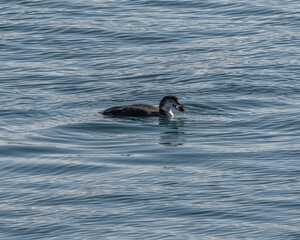 A common loon in non-breeding plumage.