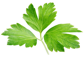 Garden parsley herb (cilantro) leaf isolated on transparent background