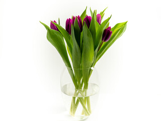 Tulips on a white background. Purple tulips. Close-up.
