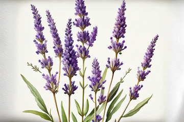 Naklejka premium Lavender Flowers, Illustration, Generative AI