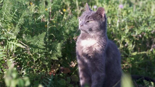 Katze sitzt im Gras und genießt die Sonne.
Sie beobachtet eine Fliege.
Anschließend geht die Katze aus dem Bild.
Katze geht aus dem Bild.
Katze sitzt draußen.