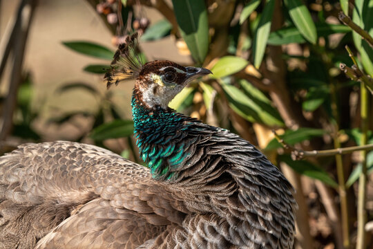 Portrait of a female peacock