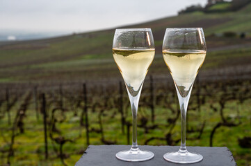 Tasting of brut champagne sparkling wine outdoor with view on pinot noir gran cru vineyards of famous champagne houses in Montagne de Reims near Verzenay, Champagne, France