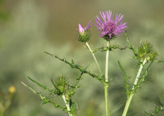 Galactites tomentosus