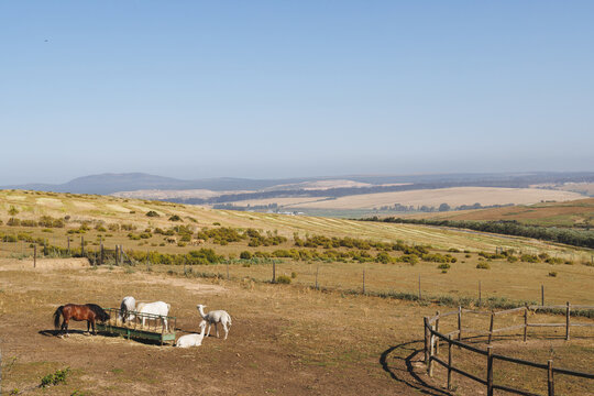 High angle view of llamas and horses grazing on grassy mountain against clear blue sky on sunny day