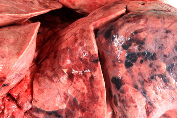 Raw animal lungs isolated on white background