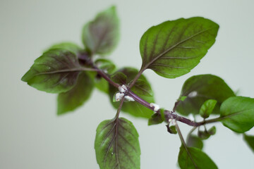 Close up of infestation of Mealybugs on the stem of a basil plant