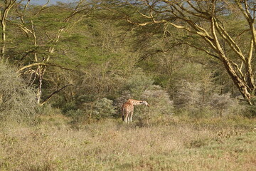 Obraz na płótnie Canvas Kenya - Lake Nakuru National Park - Giraffe