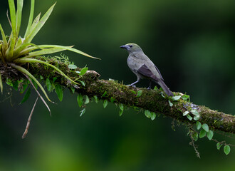 Palm Tanager portrait on mossy stick against dark green background