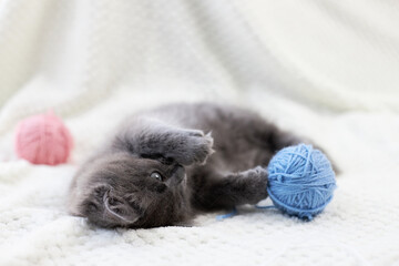 A cute gray kitten plays with multi-colored balls of wool. funny pets