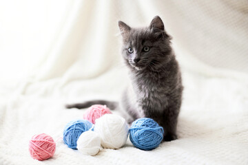 Fototapeta na wymiar A cute gray kitten plays on a beige bedspread with multi-colored balls of wool. funny pets