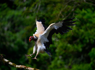 King Vulture in flight landing against dark green background