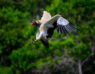 King Vulture in flight landing against dark green background