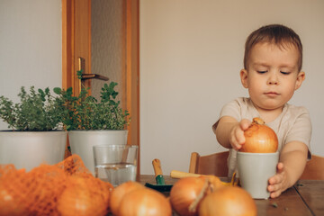 Spring gardening. Planting onions. Activities at home. Knowledge of nature. Onion in pot. Young gardener. Early education. Knowledge of nature.