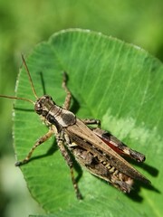 grasshopper on the grass