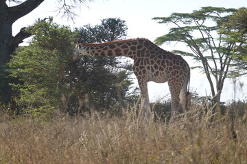Kenya - Lake Nakuru National Park - Giraffe