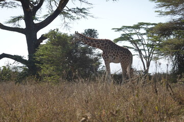 Kenya - Lake Nakuru National Park - Giraffe