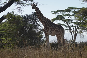 Kenya - Lake Nakuru National Park - Giraffe