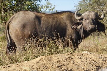 Fototapeta premium Kenya - Lake Nakuru National Park - Buffalo