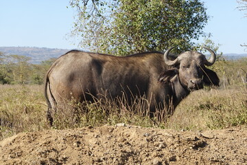 Obraz premium Kenya - Lake Nakuru National Park - Buffalo