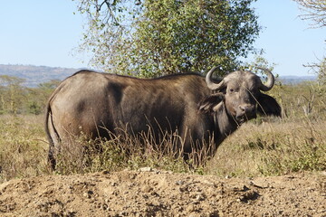 Obraz premium Kenya - Lake Nakuru National Park - Buffalo