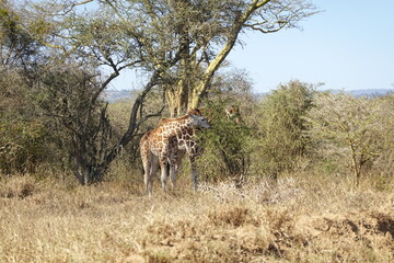 Fototapeta na wymiar Kenya - Lake Nakuru National Park - Giraffe