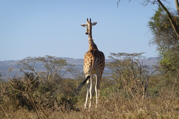 Kenya - Lake Nakuru National Park -  Giraffe