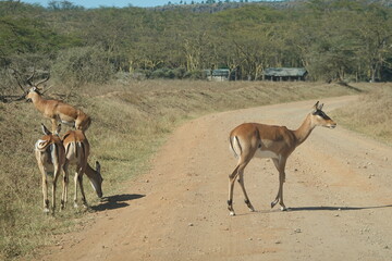Kenya - Lake Nakuru National Park - Impala