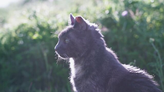 Sch&ouml;ne Katze sitzt drau&szlig;en im Gras, schaut sich um & lauscht den Ger&auml;uschen der Natur. Nahaufnahme.
Sie wird sehr sch&ouml;n von der Sonne angestrahlt.
