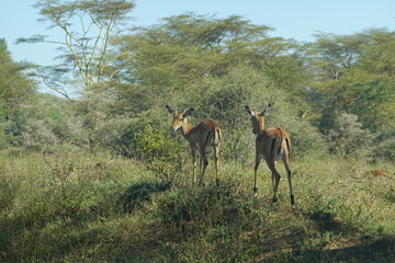 Naklejka na ściany i meble Kenya - Lake Nakuru National Park - Impala