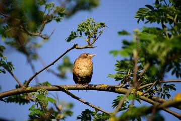 young thrush sitting on tree branch in spring