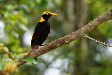 Regent Bowerbird - Sericulus chrysocephalus medium-sized sexually dimorphic bird, male bird is black and golden orange-yellow crown and bill, black feet and yellow iris, female is a brown bird