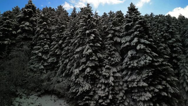 Chillin' in the Snow: Aerial View of Winter Magic&mdash;Mountains, Snowy Pines and National Park Vibes	